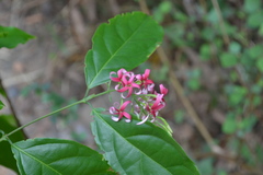 Quisqualis malabarica